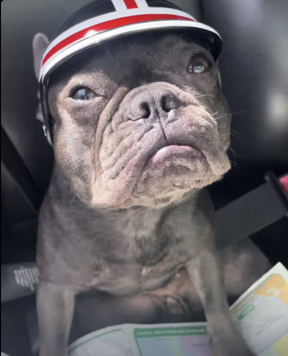 Frenchie Co-Pilot assists fun ride !